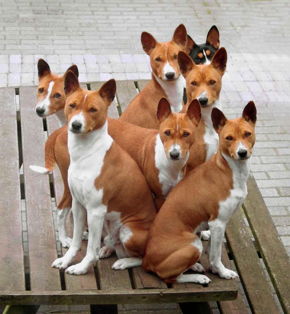 Basenji-dog-7
