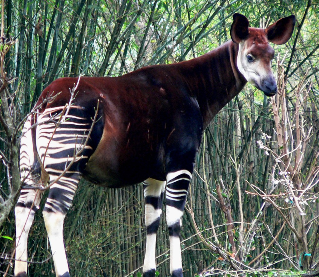 okapi1