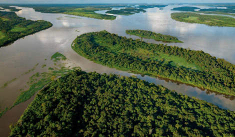 a tagbonobos26n-3-web