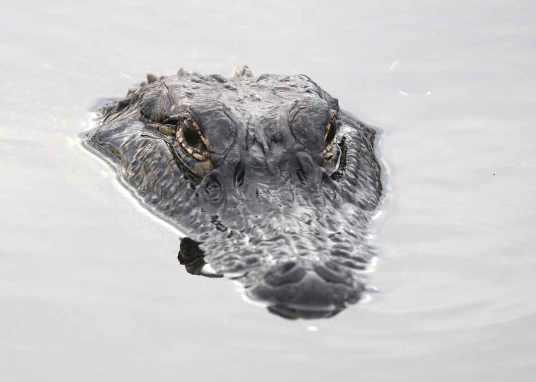 alligator head